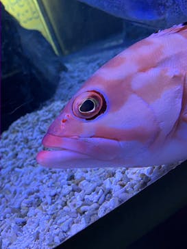 すみだ水族館に投稿された画像（2025/4/3）