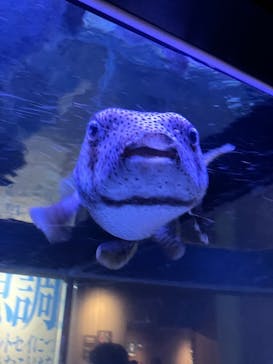 すみだ水族館に投稿された画像（2025/4/3）