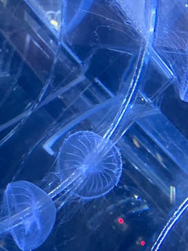 すみだ水族館に投稿された画像（2025/4/3）