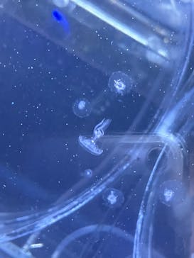 すみだ水族館に投稿された画像（2025/4/3）