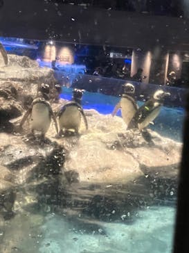 すみだ水族館に投稿された画像（2025/4/3）