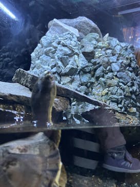 すみだ水族館に投稿された画像（2025/4/3）