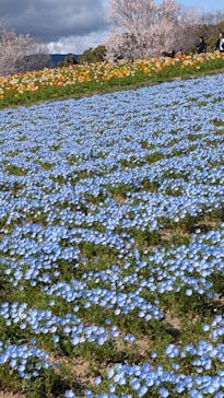 万博記念公園に投稿された画像（2025/4/3）