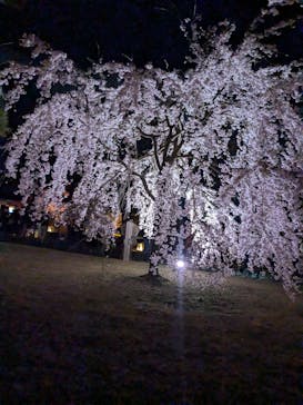 NAKED meets 二条城 2025 観月に投稿された画像（2025/4/4）