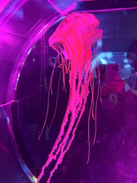 名古屋港水族館に投稿された画像（2025/4/4）