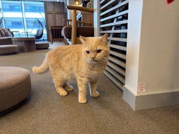 猫カフェモカ　渋谷公園通り店に投稿された画像（2025/4/4）