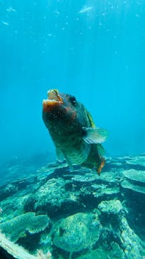 串本海中公園水族館に投稿された画像（2025/4/4）