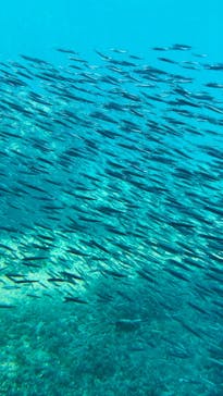 串本海中公園水族館に投稿された画像（2025/4/4）