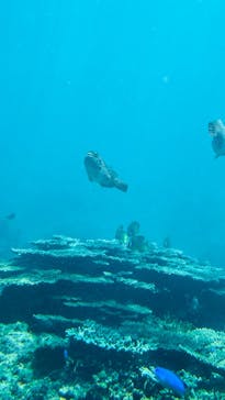 串本海中公園水族館に投稿された画像（2025/4/4）