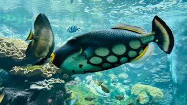 串本海中公園水族館に投稿された画像（2025/4/4）