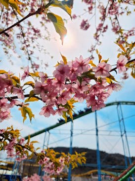 姫路セントラルパークに投稿された画像（2025/4/4）