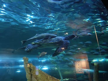 しながわ水族館に投稿された画像（2025/4/4）