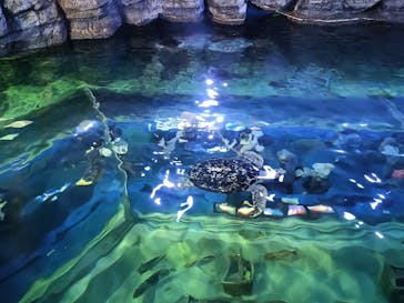 しながわ水族館に投稿された画像（2025/4/4）