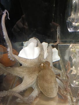 しながわ水族館に投稿された画像（2025/4/4）