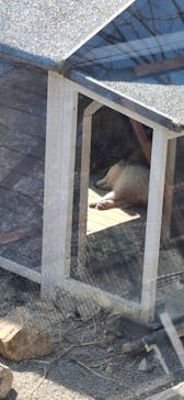 しろとり動物園に投稿された画像（2025/4/4）