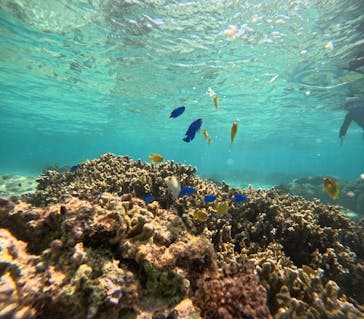 沖縄マリンサービス碧に投稿された画像（2025/4/4）