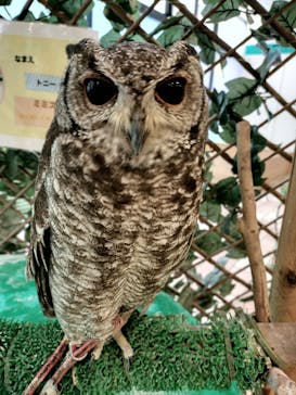 いきもの探検隊湘南に投稿された画像（2025/4/4）