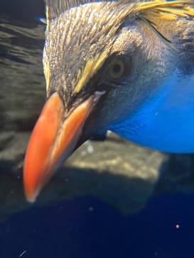 マクセル アクアパーク品川に投稿された画像（2025/4/4）