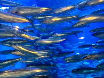 マクセル アクアパーク品川に投稿された画像（2025/4/4）