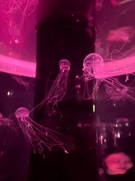 マクセル アクアパーク品川に投稿された画像（2025/4/4）