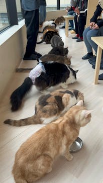 Cat Café MOFF グランベリーパーク店に投稿された画像（2025/4/4）