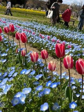 万博記念公園に投稿された画像（2025/4/4）