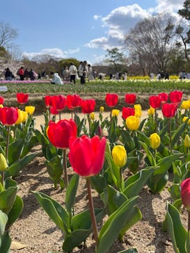 万博記念公園に投稿された画像（2025/4/4）