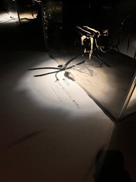 NIFREL（ニフレル）に投稿された画像（2025/4/4）