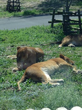 東京動物園協会_多摩動物公園に投稿された画像（2025/4/4）