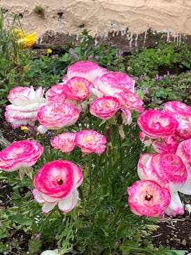 ニューヨークランプミュージアム＆フラワーガーデンに投稿された画像（2025/4/4）