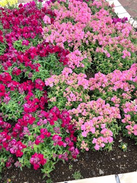 ニューヨークランプミュージアム＆フラワーガーデンに投稿された画像（2025/4/4）