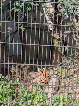 名古屋市東山動植物園に投稿された画像（2025/4/4）