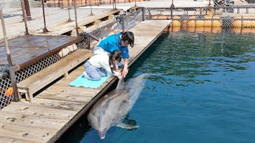 うみたま体験パーク 「つくみイルカ島」に投稿された画像（2025/4/4）