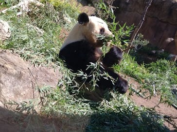 恩賜上野動物園に投稿された画像（2025/4/4）