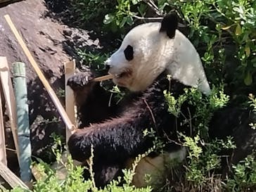 恩賜上野動物園に投稿された画像（2025/4/4）