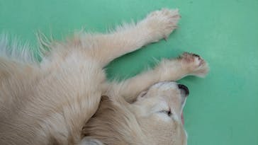 つくばわんわんランドに投稿された画像（2025/4/4）