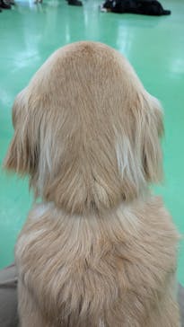 つくばわんわんランドに投稿された画像（2025/4/4）