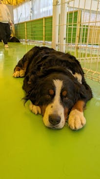 つくばわんわんランドに投稿された画像（2025/4/4）