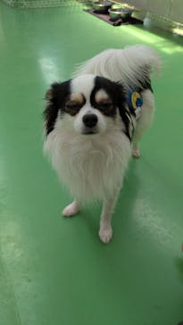 つくばわんわんランドに投稿された画像（2025/4/4）