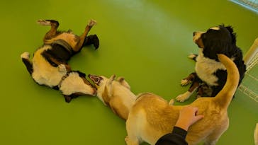 つくばわんわんランドに投稿された画像（2025/4/4）