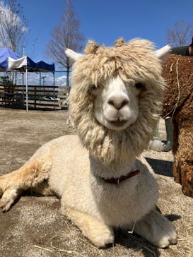 霞ケ浦 どうぶつとみんなのいえに投稿された画像（2025/4/4）