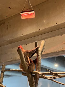 霞ケ浦 どうぶつとみんなのいえに投稿された画像（2025/4/4）