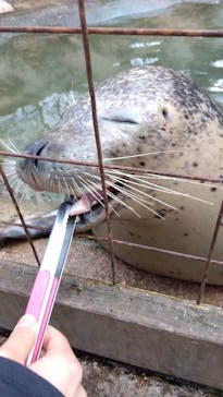 那須どうぶつ王国に投稿された画像（2025/4/4）