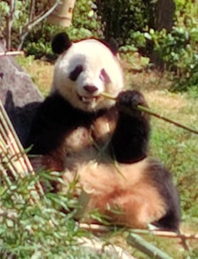 恩賜上野動物園に投稿された画像（2025/4/4）