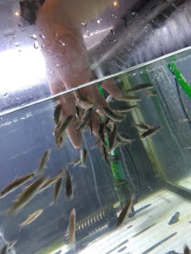 サケのふるさと 千歳水族館に投稿された画像（2025/4/4）