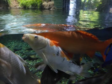 サケのふるさと 千歳水族館に投稿された画像（2025/4/4）
