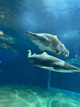 アクアワールド茨城県大洗水族館に投稿された画像（2025/4/4）