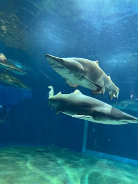 アクアワールド茨城県大洗水族館に投稿された画像（2025/4/4）