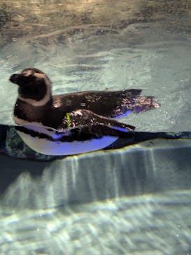 すみだ水族館に投稿された画像（2025/4/4）