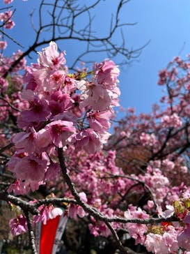 恩賜上野動物園に投稿された画像（2025/4/4）